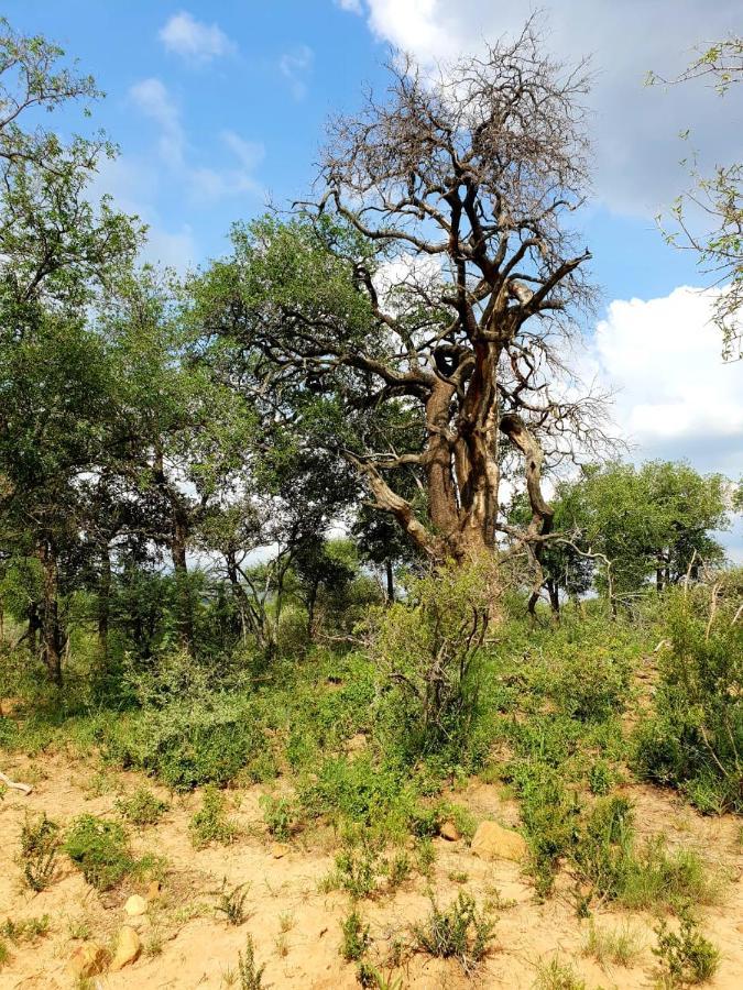 636 Itaga Safari Lodge, Mabalingwe Nature Reserve Mabula Game Reserve Exterior foto